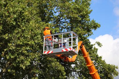 Tree Straightening