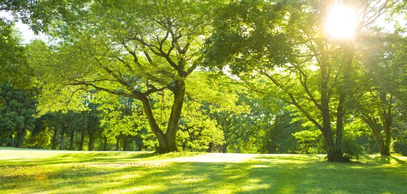 Products For Tree Straightenings in use