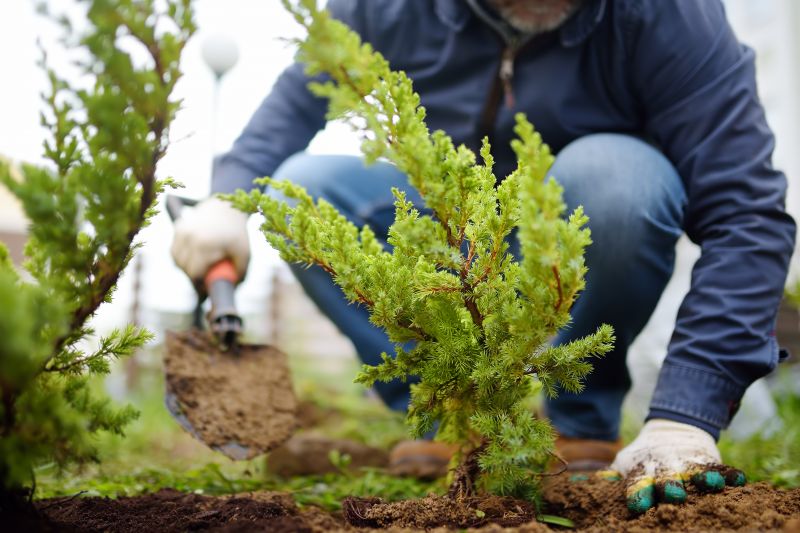 Shrub Planting Service in Ventura County, CA