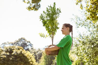 Tree Straightening