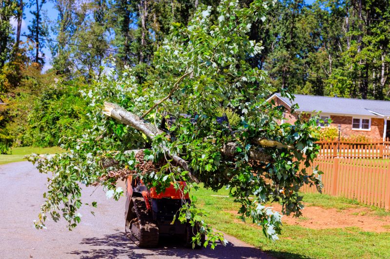 Tree Straightening