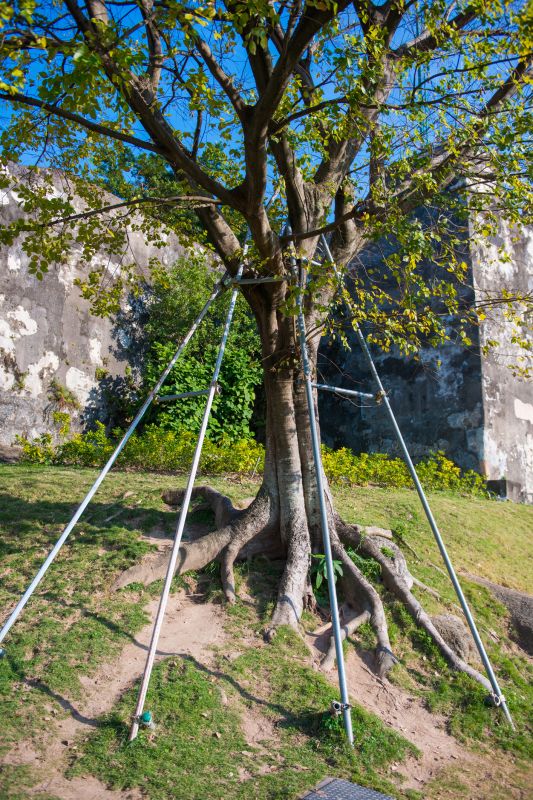 Tree Support Structures