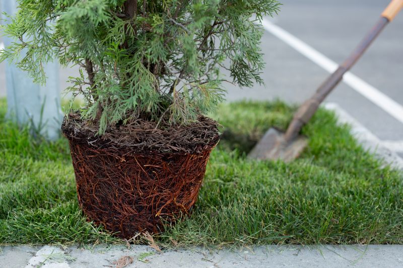 Healthy Tree Roots