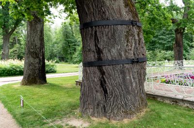 Repair a Crooked Tree by Straightening It!