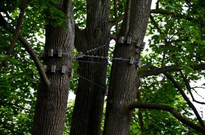 Restore the Natural Growth of Trees!